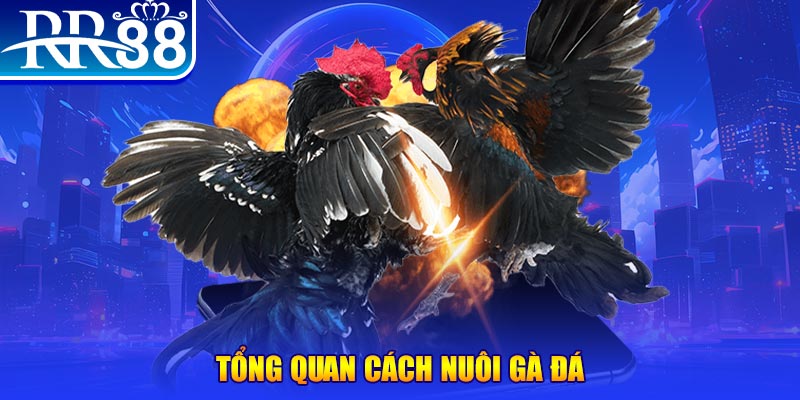 tj77 casino kèo nhà cái