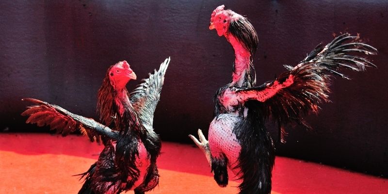 qh215 casino SÒNG BẠC