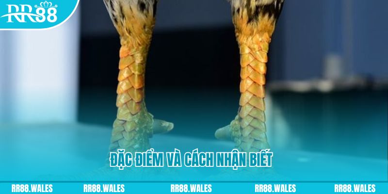 jun88tv casino LÀ GÌ